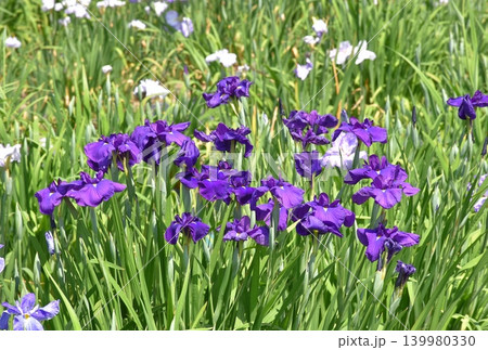 庄内緑地の花菖蒲園 庄内緑地の花菖蒲園 139980330