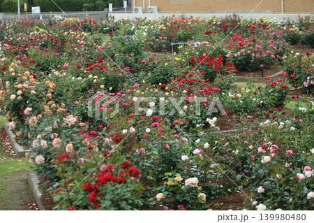 荒尾市 おもやい市民花壇 バラの花、 荒尾市 おもやい市民花壇 バラの花、 139980480