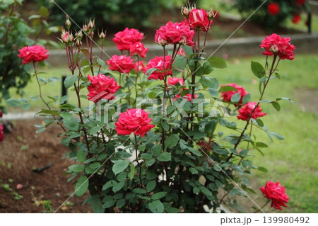 荒尾市 おもやい市民花壇 バラの花、 荒尾市 おもやい市民花壇 バラの花、 139980492
