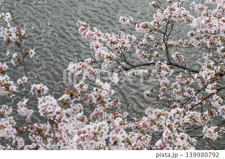 春の川沿いにある公園に咲く薄桃色のソメイヨシノの桜の花 春の川沿いにある公園に咲く薄桃色のソメイヨシノの桜の花 139980792