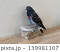 a bird sitting on a plastic container on a table 139981107