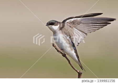 Close up view of a female Tree Swallow, Tachycineta bicolor Close up view of a female Tree Swallow, Tachycineta bicolor 139981156