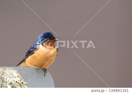 Male Barn Swallow, Hirundo rustica, on a post Male Barn Swallow, Hirundo rustica, on a post 139981161