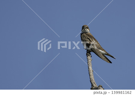 Brown-chested Martin, Progne tapera, perched on a branch Brown-chested Martin, Progne tapera, perched on a branch 139981162