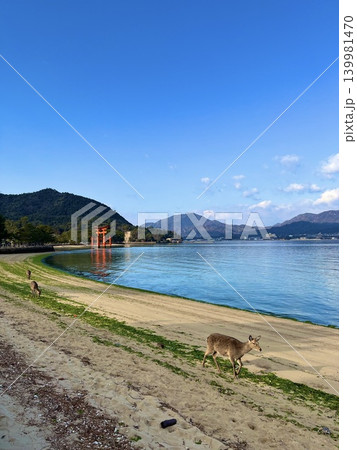宮島の鹿 139981470