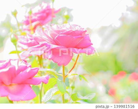 ピンク色の薔薇の花が咲いています ピンク色の薔薇の花が咲いています 139981516