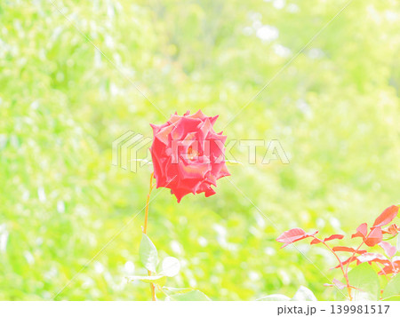 赤いバラ 赤いバラ 139981517