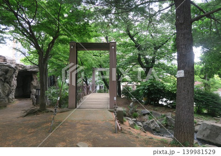 しょうぶ沼公園内の滝に通じる散歩道 しょうぶ沼公園内の滝に通じる散歩道 139981529