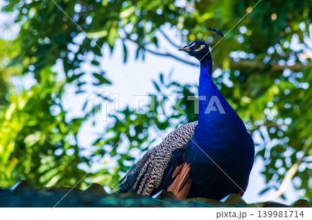 Male Indian Peacock with Vivid Blue Plumage and Crest Perched on Rooftop Against Green Tropical Canopy Male Indian Peacock with Vivid Blue Plumage and Crest Perched on Rooftop Against Green Tropical Canopy 139981714