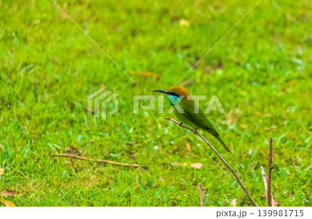 Green Bee-Eater Bird with Turquoise Throat Perched on Twig Against Lush Green Grass Background 139981715