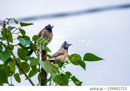 Two Red-Vented Bulbul Birds Perched Together on Leafy Branch with Open Beaks Against Pale Sky Two Red-Vented Bulbul Birds Perched Together on Leafy Branch with Open Beaks Against Pale Sky 139981723