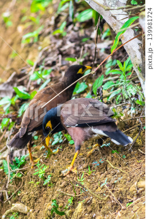 Two Common Myna Birds Foraging on Forest Ground Among Roots and Green Vegetation Two Common Myna Birds Foraging on Forest Ground Among Roots and Green Vegetation 139981724