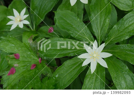 水滴をまとったキヌガサソウと緑に包まれた花風景 139982093