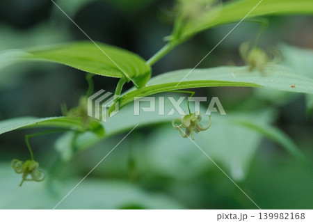 緑に連なるオオバタケシマランの花と山野草の風景 緑に連なるオオバタケシマランの花と山野草の風景 139982168