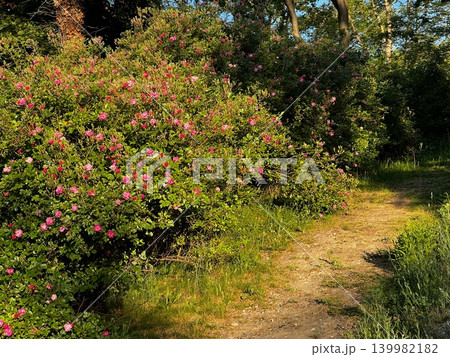 Lush green pathway bordered by flowering bushes with pink blossoms in a Lush green pathway bordered by flowering bushes with pink blossoms in a 139982182