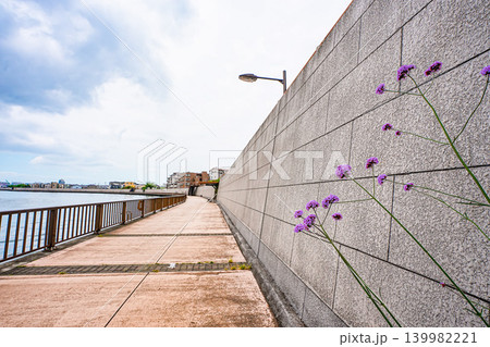 中川遊歩道沿いに咲くむらさき色の花 139982221