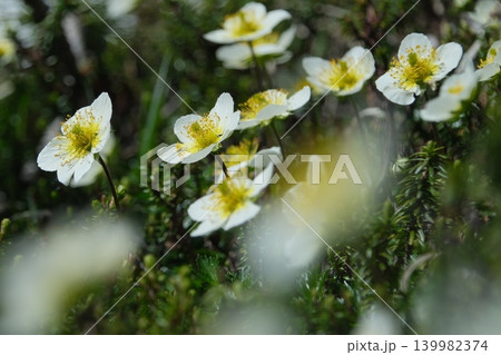 白い花が咲くチングルマと初夏の山野草風景 139982374