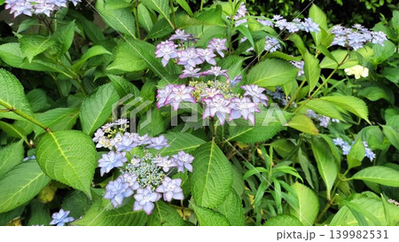 薄紫色の額紫陽花 139982531