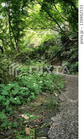 緑に囲まれた道 緑に囲まれた道 139982533