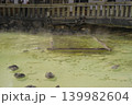 草津温泉の湯畑に立ちのぼる湯けむり 139982604