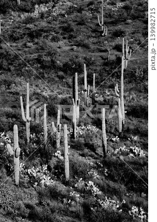 Old Saguaro Cactus Sonora desert Arizona in Black and White Old Saguaro Cactus Sonora desert Arizona in Black and White 139982715
