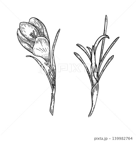Crocus flower and leaf stem set vector outline hand drawn. Botanical illustration of spring plant. Black and white ink sketch for greeting card design, natural gardening concept and scrapbooking art. Crocus flower and leaf stem set vector outline hand drawn. Botanical illustration of spring plant. Black and white ink sketch for greeting card design, natural gardening concept and scrapbooking art. 139982764