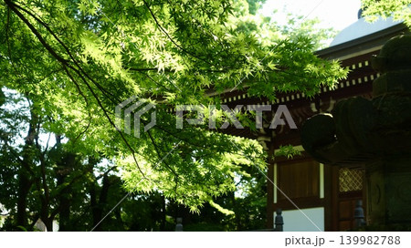 新緑が眩しい境内 139982788