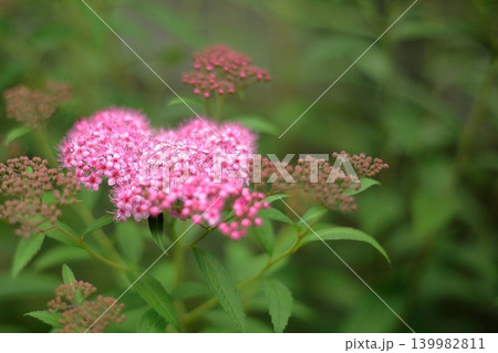 赤いしもつけの花 赤いしもつけの花 139982811