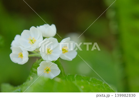 白い花が咲くサンカヨウと初夏の森の雰囲気 白い花が咲くサンカヨウと初夏の森の雰囲気 139982830