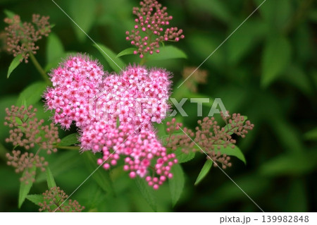 咲き始めたしもつけの花 139982848