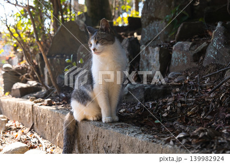 見下ろす野良猫 見下ろす野良猫 139982924