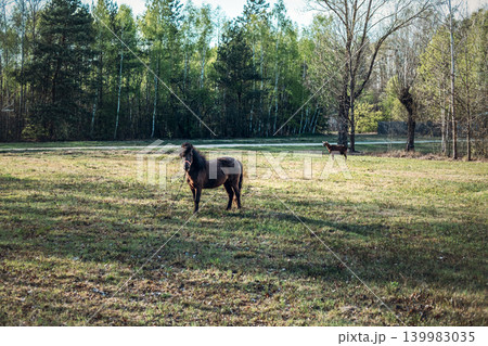 Pony stands in grassy pasture with goat in background near forest. Regenerative agriculture practices, biodiversity on farms, eco-friendly countryside life. Pony stands in grassy pasture with goat in background near forest. Regenerative agriculture practices, biodiversity on farms, eco-friendly countryside life. 139983035