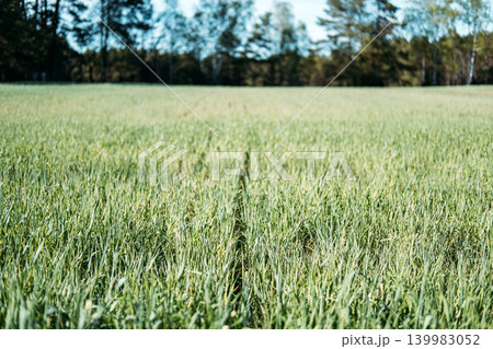 Green grass field stretches toward forest edge under sunny sky. Global warming awareness, greenhouse gas reduction, net zero emission goal. Green grass field stretches toward forest edge under sunny sky. Global warming awareness, greenhouse gas reduction, net zero emission goal. 139983052