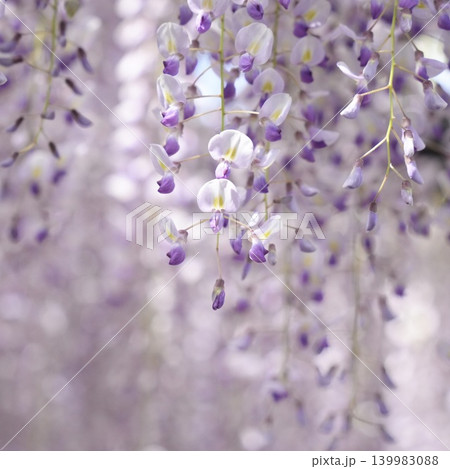 春の陽光に照らされた藤の花 春の陽光に照らされた藤の花 139983088