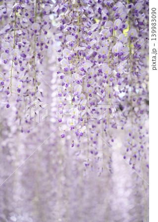春の陽光に照らされた藤の花 春の陽光に照らされた藤の花 139983090