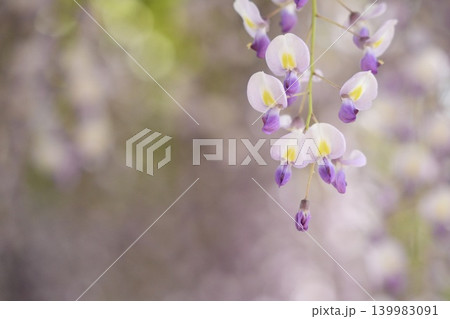 美しく咲く藤の花 139983091