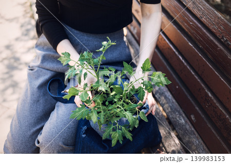 Person sits on wooden bench holding green tomato plant in denim bag. Urban agriculture, city gardening, homegrown food, sustainable lifestyle, balcony garden, tomato plant. Person sits on wooden bench holding green tomato plant in denim bag. Urban agriculture, city gardening, homegrown food, sustainable lifestyle, balcony garden, tomato plant. 139983153