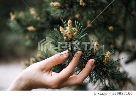 Hand touches pine branch with young cones in forest setting. Caring for nature, eco-friendly lifestyle, sustainable future concept, biodiversity appreciation. 139983160