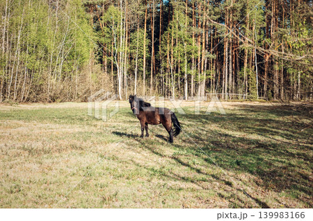 Pony stands in middle of sunlit grassy field near forest edge. Weekend getaway nature, outdoor family adventure, countryside exploration. Pony stands in middle of sunlit grassy field near forest edge. Weekend getaway nature, outdoor family adventure, countryside exploration. 139983166