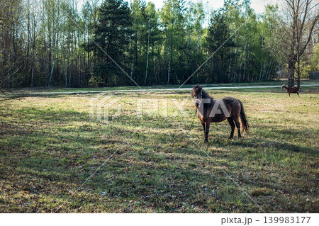 Pony stands in grassy field with goat in background near forest. Traditional animal husbandry, pasture based farming, ethical livestock raising. Pony stands in grassy field with goat in background near forest. Traditional animal husbandry, pasture based farming, ethical livestock raising. 139983177