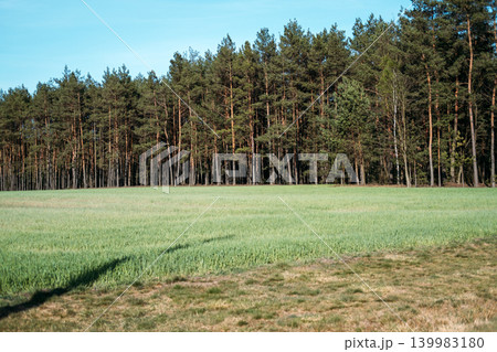 Green field borders dense coniferous forest under clear blue sky. Carbon sequestration forest, climate change mitigation, nature based solutions. Green field borders dense coniferous forest under clear blue sky. Carbon sequestration forest, climate change mitigation, nature based solutions. 139983180