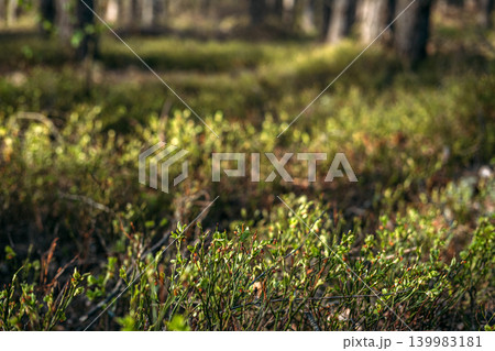 Low angle view of berry bushes growing on forest floor during sunny day. Wild blueberry bushes, antioxidant rich superfood, organic forest berries. Low angle view of berry bushes growing on forest floor during sunny day. Wild blueberry bushes, antioxidant rich superfood, organic forest berries. 139983181