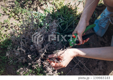 Hands use shears to prune dry lavender bush in sunlit garden. Back to nature gardening, reducing carbon footprint at home, biodiversity friendly yard. 139983183