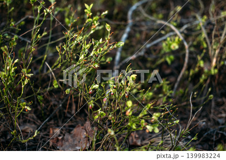 Close up view shows wild berry plants growing on forest floor during sunny day. Vaccinium myrtillus growth, wild berry cultivation, botanical science research, Permaculture forest garden. Close up view shows wild berry plants growing on forest floor during sunny day. Vaccinium myrtillus growth, wild berry cultivation, botanical science research, Permaculture forest garden. 139983224