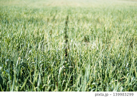 Green cereal seedlings grow in sunlit agricultural field. Cereal crop growth, young wheat field, agricultural seasonal cycle, grassland ecosystem study, botanical biodiversity. 139983299
