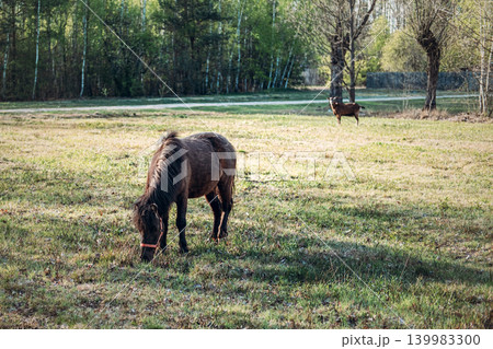 Pony grazes in sunny pasture while goat stands in background near forest edge. Small scale organic farming, sustainable livestock management, local farm animals. Pony grazes in sunny pasture while goat stands in background near forest edge. Small scale organic farming, sustainable livestock management, local farm animals. 139983300
