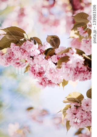 Cherry tree branch displays cluster of pink blossoms against soft bokeh sky. Mental health awareness, mindfulness nature background, emotional wellbeing relief. 139983306