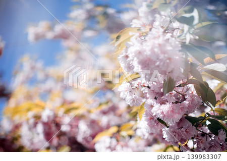 Clusters of cherry blossoms hang from branch against blurred sky. Holistic healing journey, psychological balance, soft focus meditation. Clusters of cherry blossoms hang from branch against blurred sky. Holistic healing journey, psychological balance, soft focus meditation. 139983307