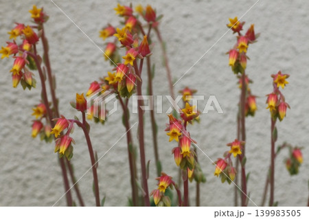 満開のエケベリアの花 満開のエケベリアの花 139983505
