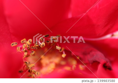 真紅のバラの花芯 真紅のバラの花芯 139983580